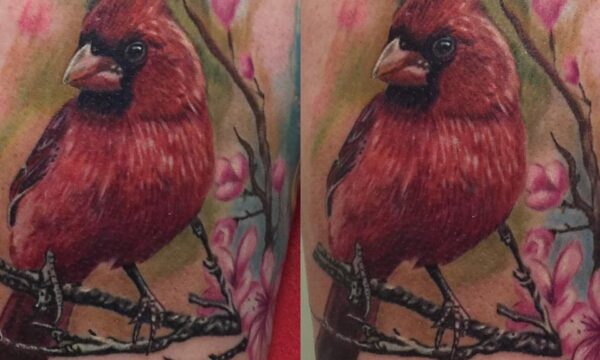 Color realism cardinal tattoo by Loretta Thomason